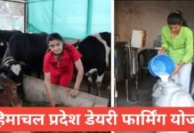 Himachal Pradesh Dairy Farming Yojana 2026: सब्सिडी व आवेदन प्रक्रिया Himachal Pradesh Dairy Farming Yojana